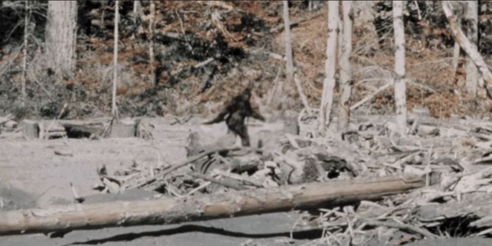 Il Bigfoot in un fotogramma del 1967 di Robert Patterson e Bob Gimlin